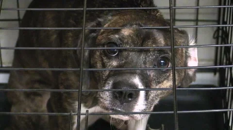 Dog in looking miserable in cage Stock Footage 40715293
