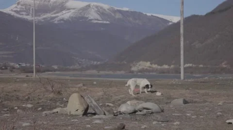 Dog looking at the mountains Stock Footage 50686941
