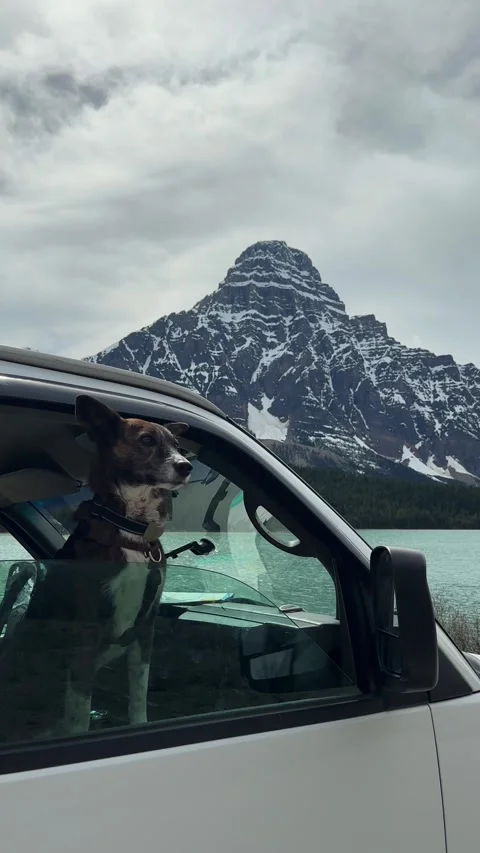 Dog looking out camper van window with mountains Stock Footage 333840492