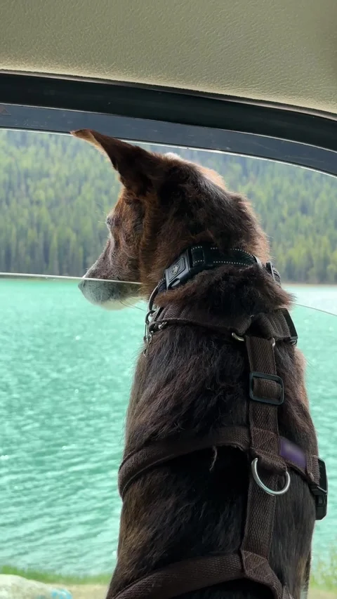 Dog looking out a camper van window at a turquoise lake and forest Stock Footage 333840853