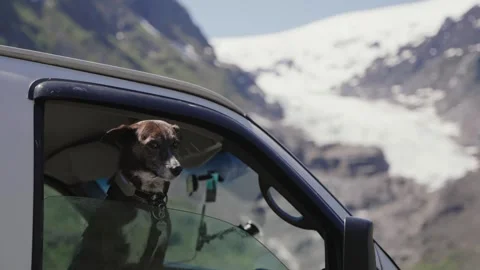 Dog looking out camper van window with Bear Glacier in British Columbia, Canada Stock Footage 336469217