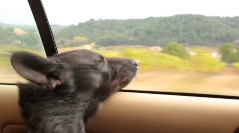 Dog Looking Out Car Window in Spain Stock Video Stock Footage 56699056