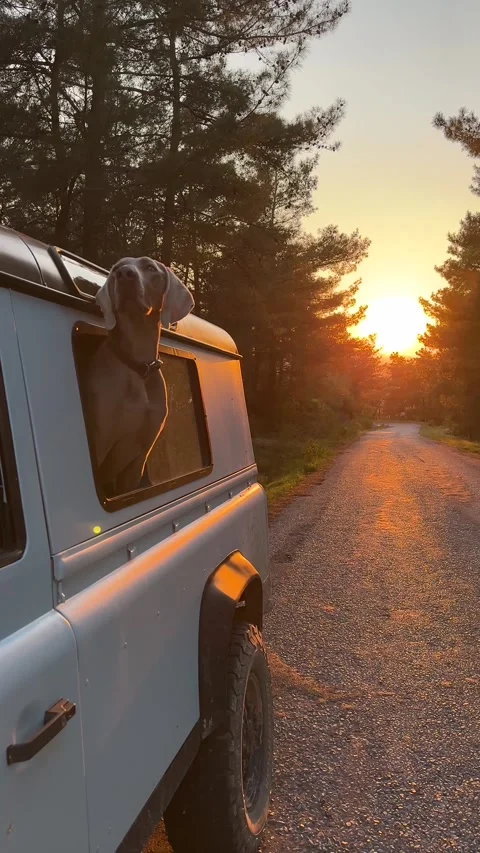 Dog looking out of car window at sunset, cinematic road trip Stock Footage 333926474