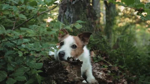 Dog looking out from forest root base Stock Footage 313484528