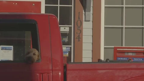 Dog looking out of a red pickup truck. Видео 69207762