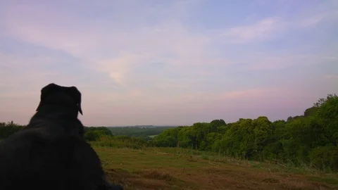 Dog looking out at stunning view Stock Footage 76988761