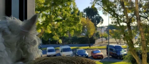 Dog looking out through window as car passes 動画素材 162990434