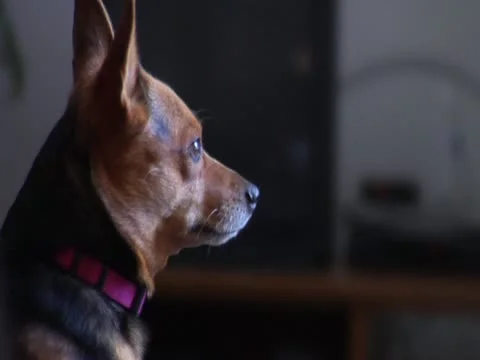 Dog Looking out Window Видео 20495885