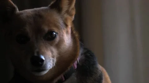 Dog looking out window Vidéo 45519405