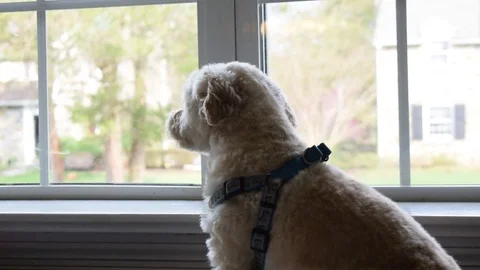 Dog looking out window Video stock 75652982