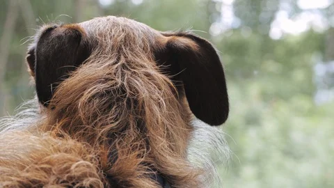 Dog looking out the window Stock Footage 122993301