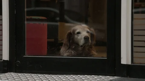 Dog looking out the window from a high floor. Dog laying on the floor Stock Footage 99452776