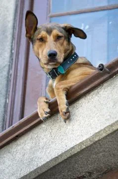 Dog looking out of the window Stock Photos