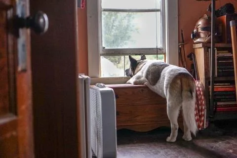 Dog Looking out Window Stock Photos