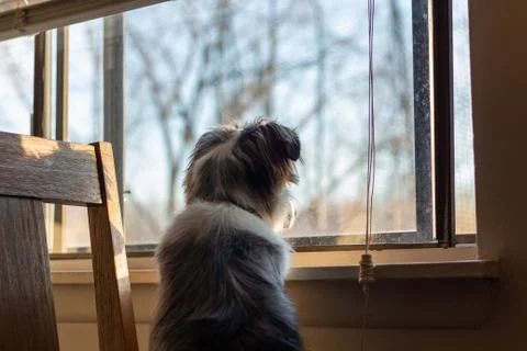 Dog looking out the window Stock Photos