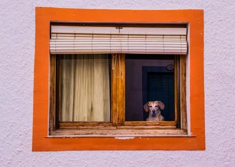 Dog looking out the window Stock Photos