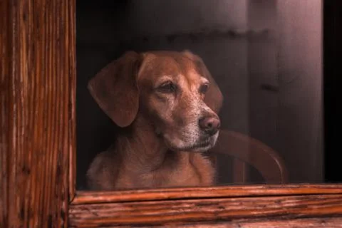 Dog looking out the window Stock Photos