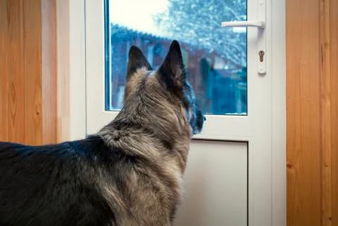 Dog Looking Outside 写真素材