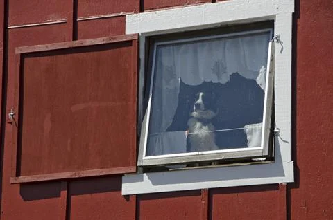 Dog looking outside through the window Stock Photos