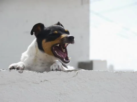 Dog looking over wall Stock Photos