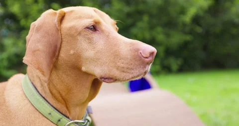 Dog Looking for Owner [8K] Stock Footage 204093862
