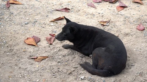 Dog looking for owner Stock Footage 86092241