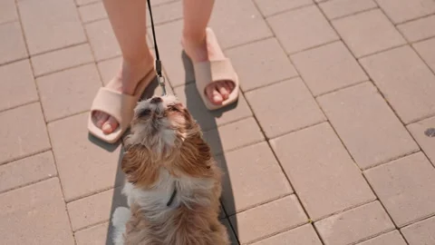 Dog Looking Up At Owner On Paved Path, Small Puppy Meets Gaze Near Sandals Stock Footage 324520862