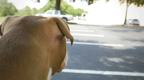 Dog Looking at Parking Lot Stock Footage 66906451