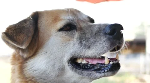 Dog looking people eating food, 스톡 동영상 59796347