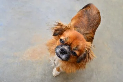 Dog looking Foto stock