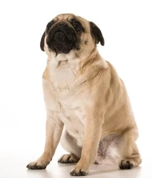 Dog looking up Stock Photos