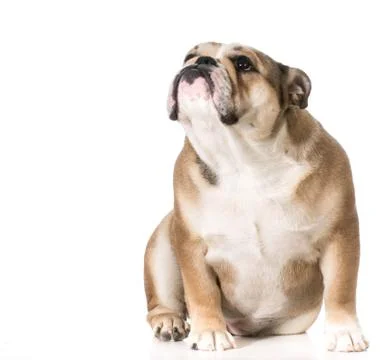 Dog looking up Stock Photos