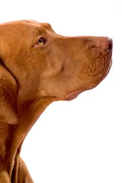 Dog looking up Stock Photos