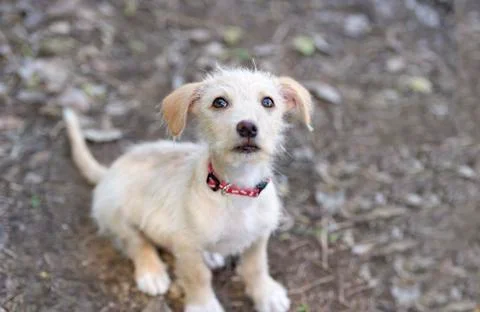Dog Looking Up Stock Photos
