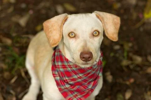 Dog Looking Up Stock Photos