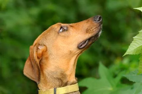 Dog Looking Up Stock Photos