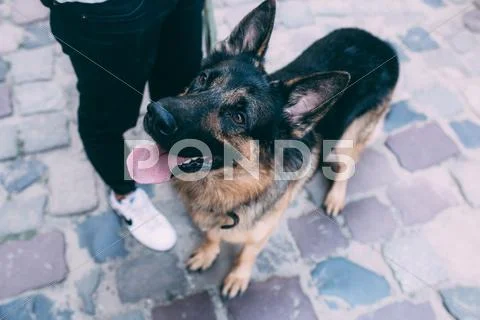 Dog looking up Stock Photos
