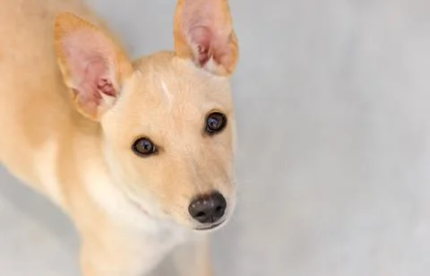 Dog Looking Stock Photos