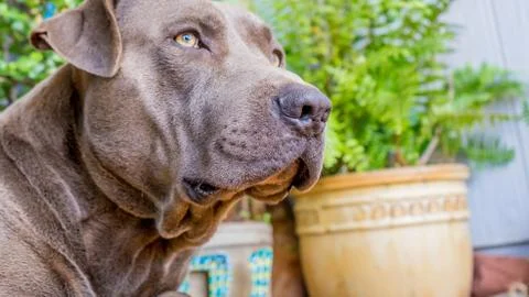 Dog Looking up Stock Photos