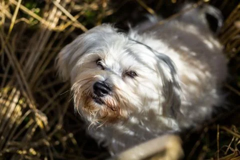 Dog looking up Stock Photos
