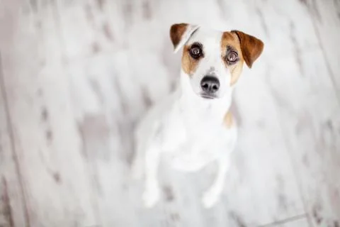 Dog looking up Stock Photos