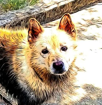 Dog is looking Stock Photos