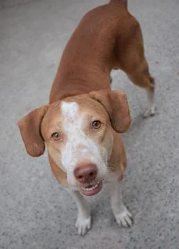 Dog looking Stock-Fotos