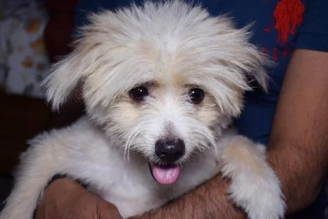 Dog looking 스톡 사진