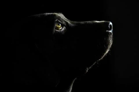 Dog looking up Stock Photos