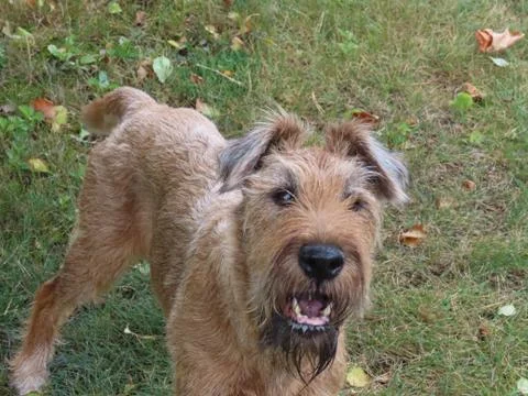 Dog looking for play Stock Photos