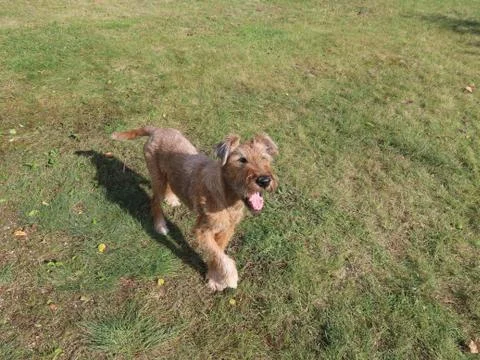 Dog looking for play Stock Photos