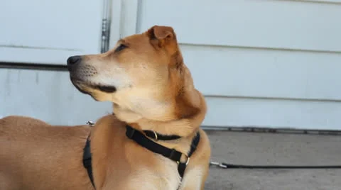 Dog looking to the right 動画素材 23026524