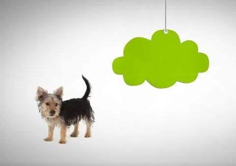 Dog looking right with green cloud hanging 写真素材