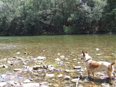 Dog looking up river. Stock Photos